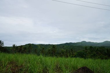 Yeşillik ve ağaçları ile şaşırtıcı doğa manzara