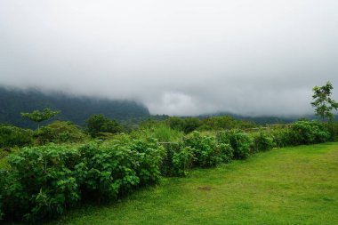 Yeşillik ve ağaçları ile şaşırtıcı doğa manzara