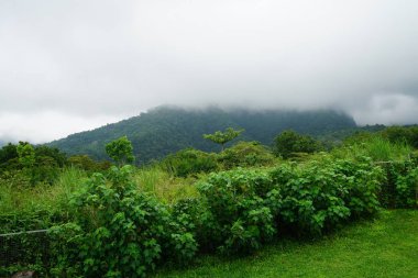 Yeşillik ve ağaçları ile şaşırtıcı doğa manzara