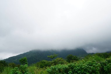 Yeşillik ve ağaçları ile şaşırtıcı doğa manzara