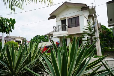 konut ev tropikal yeşil yaprakları gördüm