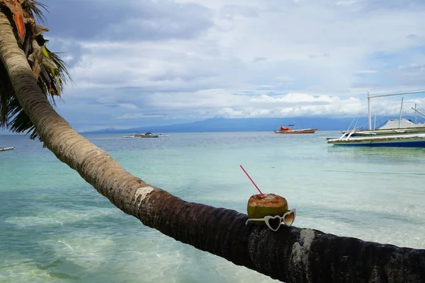 Palmier Avec Boisson Noix Coco Verres Cardiaques Dans Paysage Marin — Photo