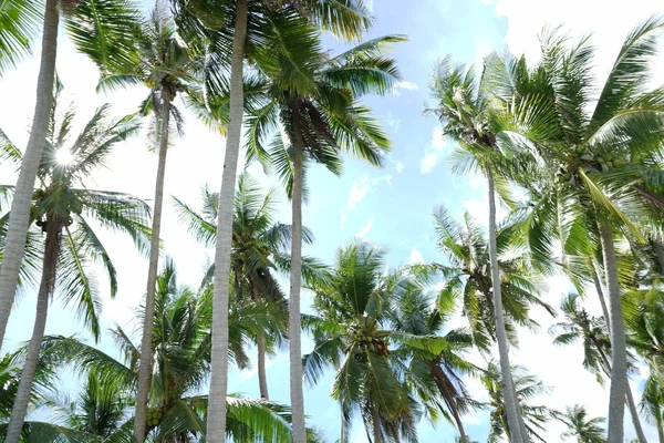 Niesamowity Krajobraz Natura Zielenią Drzewami Palmowymi — Zdjęcie stockowe