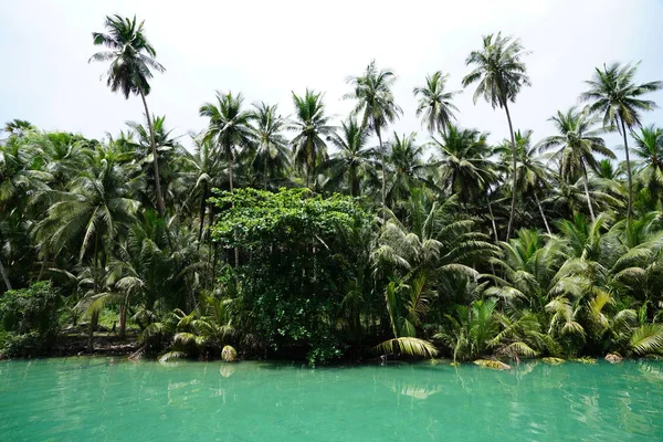Svěží Zelené Palmy Keře Tropické Řeky — Stock fotografie