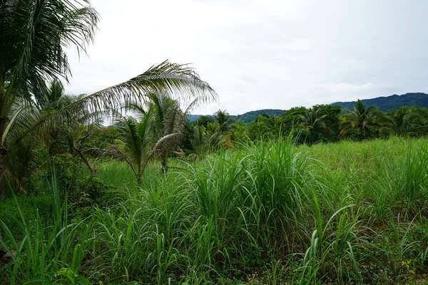 Yeşillik ve ağaçları ile şaşırtıcı doğa manzara