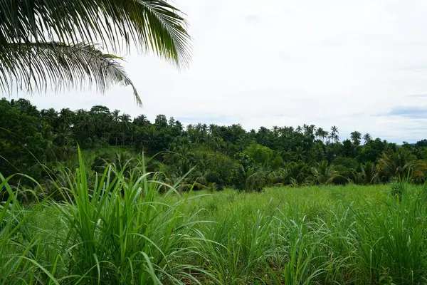 Pemandangan Alam Yang Menakjubkan Dengan Hijau Dan Pohon Pohon — Stok Foto