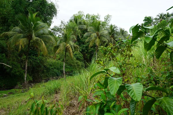 Yeşillik ve ağaçları ile şaşırtıcı doğa manzara