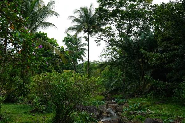 Increíble Paisaje Natural Con Vegetación Árboles —  Fotos de Stock