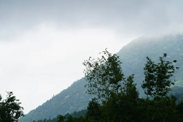 Paysage Naturel Incroyable Avec Verdure Arbres — Photo