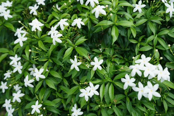 Primer Plano Arbusto Verde Con Pequeñas Flores Blancas — Foto de Stock