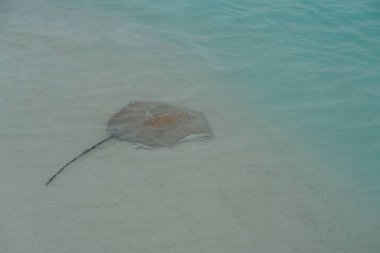 Maldivler kıyı boyunca vatozu yakın çekim