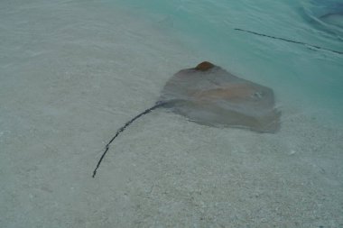 Maldivler kıyı boyunca vatozu yakın çekim