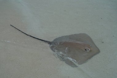 Maldivler kıyı boyunca vatozu yakın çekim
