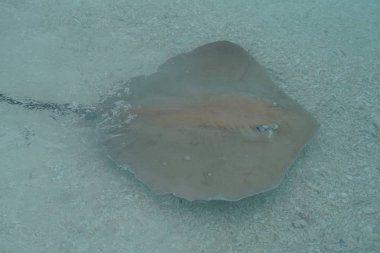 Maldivler kıyı boyunca vatozu yakın çekim