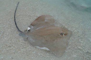 Maldivler kıyı boyunca vatozu yakın çekim