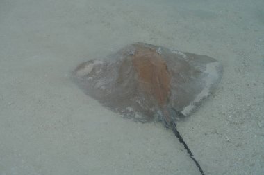 Maldivler kıyı boyunca vatozu yakın çekim