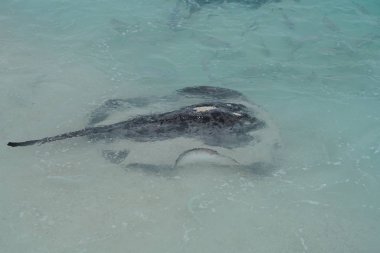 Maldivler kıyı boyunca vatozu yakın çekim