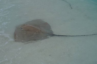 Maldivler kıyı boyunca vatozu yakın çekim