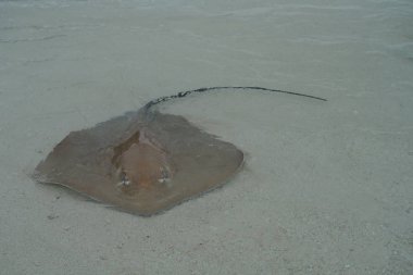 Maldivler kıyı boyunca vatozu yakın çekim