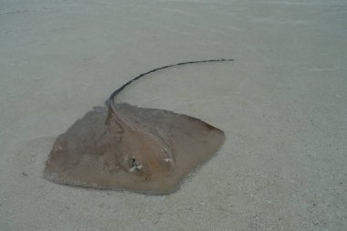 Maldivler kıyı boyunca vatozu yakın çekim