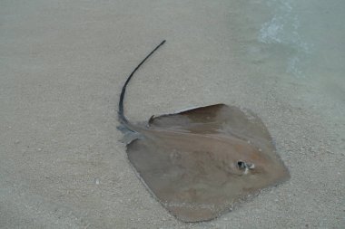 Maldivler kıyı boyunca vatozu yakın çekim