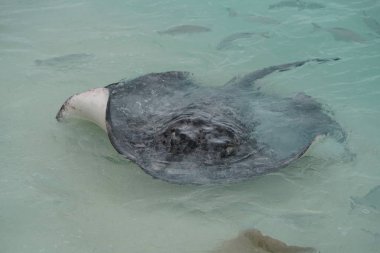 Maldivler kıyı boyunca stingrays, yakın çekim