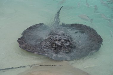 Maldivler kıyı boyunca stingrays, yakın çekim