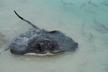 Maldivler kıyı boyunca stingrays, yakın çekim