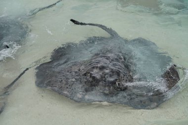 Maldivler kıyı boyunca stingrays, yakın çekim