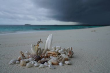 deniz kumlu plaj yüzeyinde çeşitli