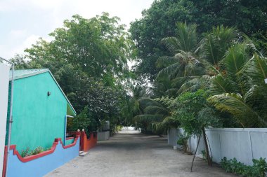 tropik köy sokak çevreleyen yemyeşil yeşillik