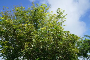 Mavi bulutlu gökyüzü yemyeşil yeşil ağaç yaprakları