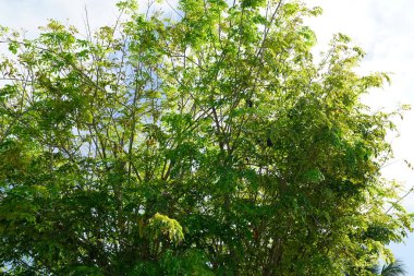 Mavi bulutlu gökyüzü yemyeşil yeşil ağaç yaprakları