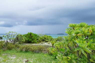 Yeşil tropikal bitki örtüsü Maldivler arkasında güzel turkuaz renkli okyanus manzarası