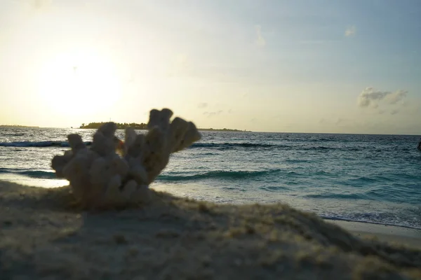 Κοντινό Πλάνο Της Coral Στην Παραλία Ηλιοβασίλεμα — Φωτογραφία Αρχείου