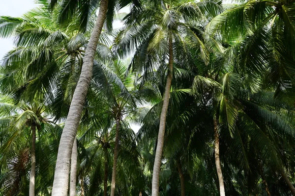 Uprostřed Svěží Zelené Palmové Stromy Listí — Stock fotografie
