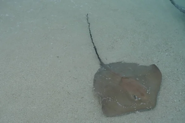 Avvicinamento Stingray Lungo Costa Alle Maldive — Foto Stock