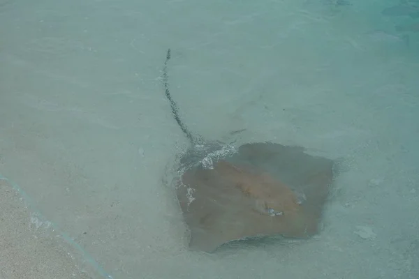 Zblízka Stingray Podél Pobřeží Maledivách — Stock fotografie