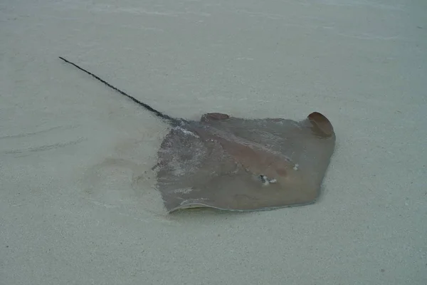 Avvicinamento Stingray Lungo Costa Alle Maldive — Foto Stock