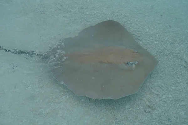 Zblízka Stingray Podél Pobřeží Maledivách — Stock fotografie