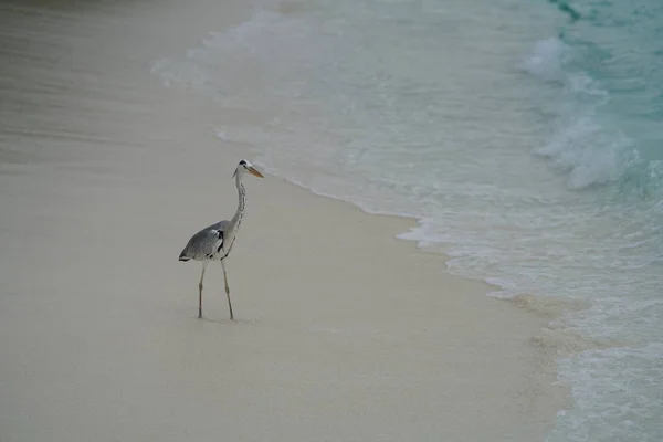 Pássaro Tropical Caminhando Praia Arenosa — Fotografia de Stock