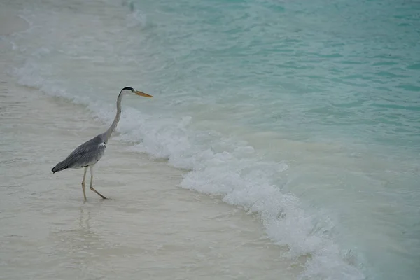 Tropik Kuş Kumsalda Yürüyüş — Stok fotoğraf