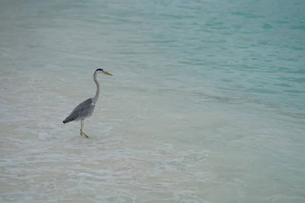 在沙滩上行走的热带鸟 — 图库照片