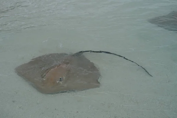 Avvicinamento Stingray Lungo Costa Alle Maldive — Foto Stock