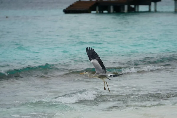 在海滩上蓝色海水上飞翔的鸟 — 图库照片