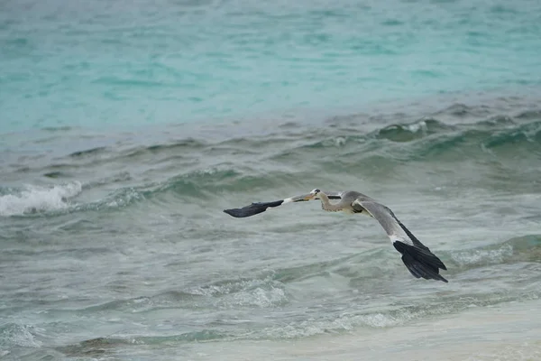 Pássaro Voando Sobre Água Mar Azul Praia — Fotografia de Stock