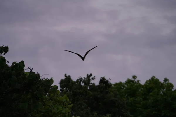Ptak Latający Pochmurny Niebo Nad Drzewami Liści — Zdjęcie stockowe
