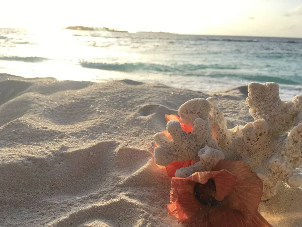 Κοντινό Πλάνο Του Κοραλλιού Λουλούδια Αμμώδη Παραλία Στο Ηλιοβασίλεμα — Φωτογραφία Αρχείου