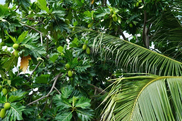 Vista Lussureggiante Fogliame Palme Verdi — Foto Stock