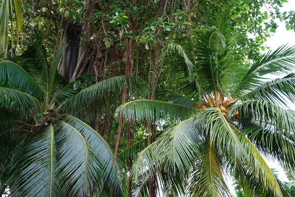 Widok Liści Zielonych Palm — Zdjęcie stockowe